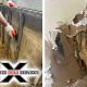 Professional Mold Inspection Services